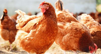 Study highlights potential of avian influenza to infect commercial flocks